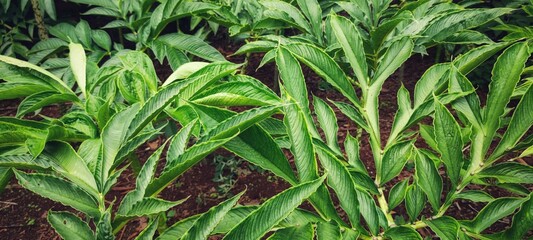 Konjac plant, 12 weeks old. Cultivation in northern Thailand is hot and humid.