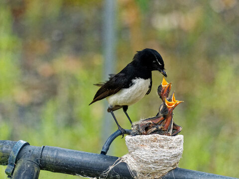 Australian Native Willie Wagtail Bird Sitting On Nest Feeding Three Young Chicks