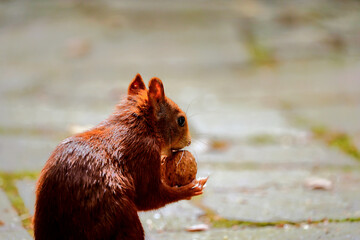 Squirrel, Sciurus vulgaris, with a walnut in its small paws against a blurred background