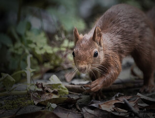 Squirrel, Sciurus vulgaris, cautiously and curiously creeps through the undergrowth on which there are withered brown leaves, dark desaturated photo