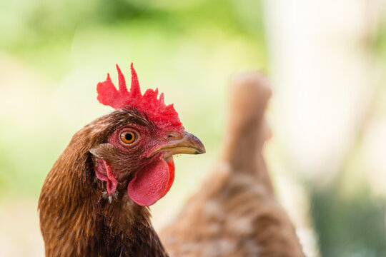 Close up of a isa brown chook's head