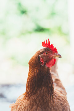 Close up of an isa brown chicken's head