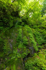 箱根祇王幻の滝