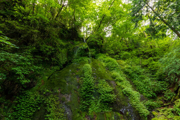 箱根祇王幻の滝