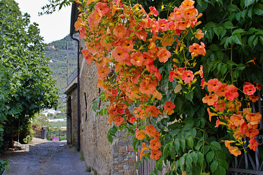Bignonias en fleur &agrave; Taggia en Italie