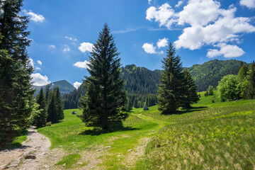 Kalatowki Glade in June. Western Tatra Mountains.