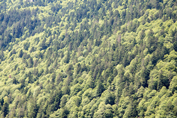 Meadows, rivers, forest, lakes and mountains in the Aragonese Pyrenees bordering the French border