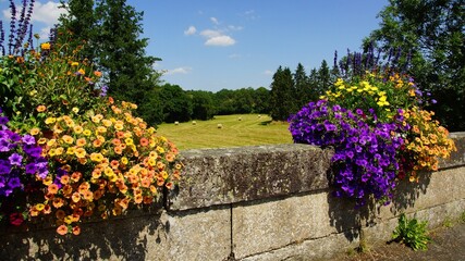 Fototapeta premium Pont granit fleuri