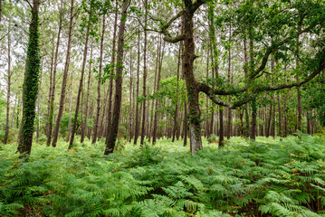 Obraz premium Green forest of ferns and tall trees