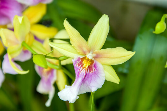 The Miltonia Sunset is a sympodial epiphyte orchid hybrid, a cross between the species Miltonia regnellii and the hybrid Miltonia Goodale Moir. The flowers are yellow in colour, with a purple lip.
