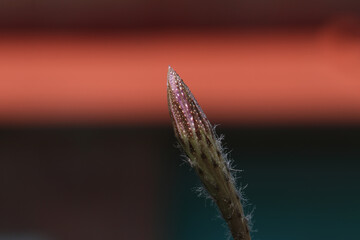 Cactus flower bud with water droplets glistening in the sunlight.