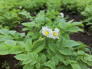Potato top grass with blooming flower