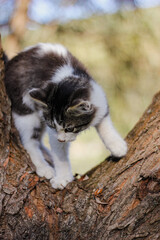 a kitten on a tree