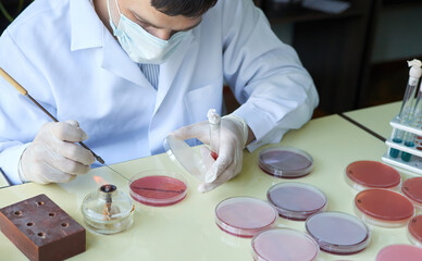  The laboratory researcher makes bacteriological inoculation in a petri dish 