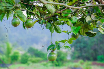 Gardener   touched the passion fruit  in the garden.