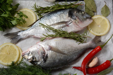Raw fresh uncooked dorado or sea bream fish with lemon, herbs, oil, vegetables and spices on on white paper over black background