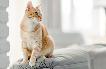 Portrait of ginger domestic cat sitting on the sofa. Shallow focus. Copyspace.