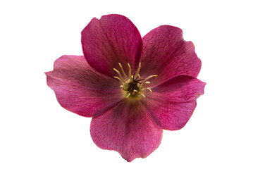 red hellebore isolated