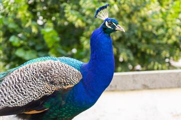 Naklejka premium Portrait of male peacock (peafowl)