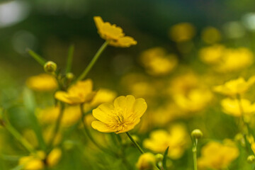 Obraz premium 花の百名山火打山ミヤマゲンポウゲ