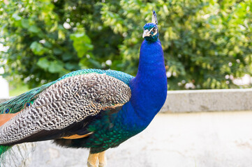 Obraz premium Portrait of male peacock (peafowl)