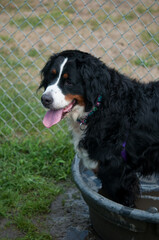 Bernese Mountain Dog at the dog park