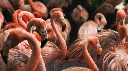 group of flamingos in zoo