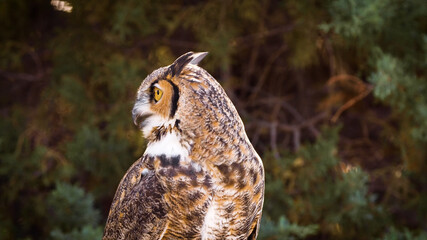 portrait of a owl in a barn