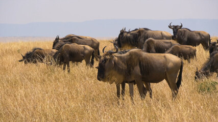 wildebeest in serengeti national park serengeti
