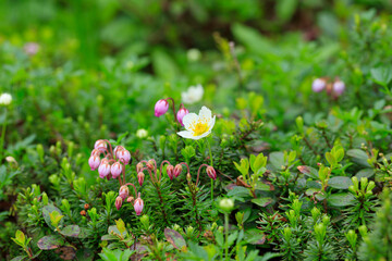 Aleutian avens(Geum pentapetalum) and blue mountainheath(Phyllodoce caerulea) flowers are wet with morning dew