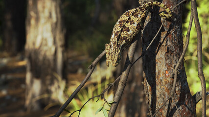 autumn leaves in the forest