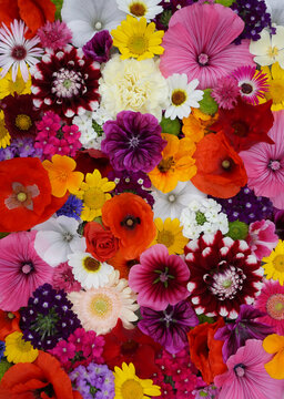 Flowers wall background with amazing red,orange,pink,purple,green and white field  or wild flowers , Wedding decoration, hand made Beautiful flower wall background	