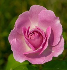 pink rose