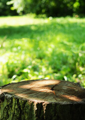 A stump in an autumn or summer forest as a podium for product design, a felled tree and a blurred background as a banner for displaying a product