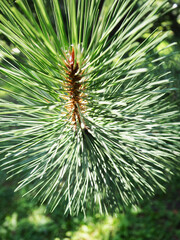 Pine needles close-up as an abstract background, an interesting natural background for design