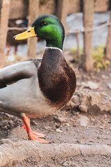 Duck with its head turned in portrait