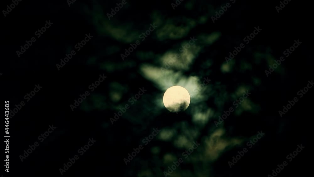 Wall mural the full moon peeps through the branches of palm trees and exotic trees on the seashore. background 