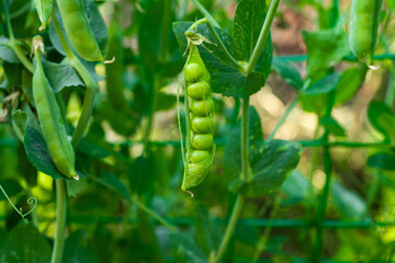 green peas growing on the farm