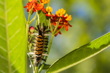 Milkweed Tussock Moth Caterpillar (Euchaetes egle)
