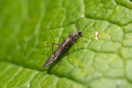 Closeup shot of a Thrips on a green leaf