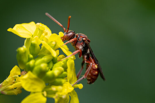 Closeup shot of a polistes fuscatus on a yellow flower