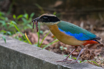 Blue-winged Pitta Find food to feed the baby.