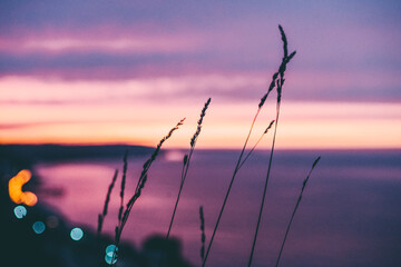 ears of wheat on the background of a purple sunset sea