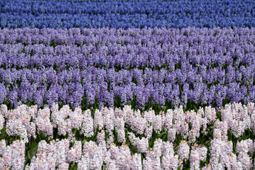 purple and white hyacinths