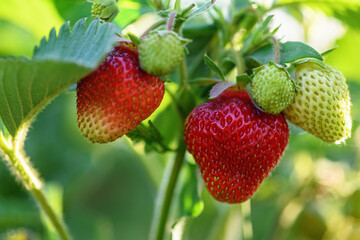 Ripe strawberries in the garden, close up. Harvesting concept