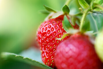 Ripe strawberries in the garden, close up. Harvesting concept.