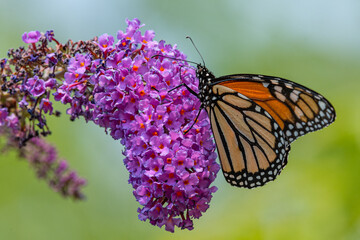 Orange monarch butterfly perched on purple flower of butterfly bush