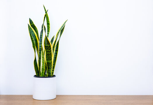 Indoor house plant, Dracaena trifasciata also known as Sansevieria trifasciata, snake plant and mother in law's tongue in white pot with white background and copy space