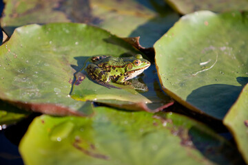 Green tree frog and water lilies on the surface of a clear water pond looks dreamy and beautiful.
