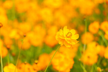 Beautiful yellow color cosmos (Cosmos sulphureus) flower field background